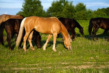 Naklejka na ściany i meble Horses are grazing in the meadow at sunset