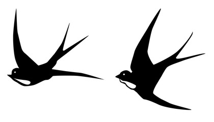 Vector Swallows Birds