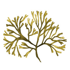 Brown Seaweed ,Kelp, Algae in the ocean watercolor hand painted element isolated on white background. .Watercolor brown seaweed illustration design. With clipping path. © nongnuch_l