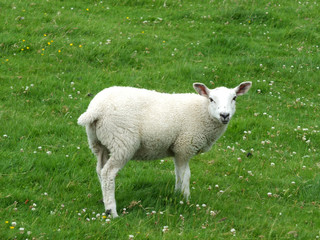 Naklejka na ściany i meble spring lamb standing in a field looking at camera