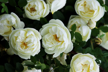 Flowers of a tea rose blossomed on a bush in the garden near the house.