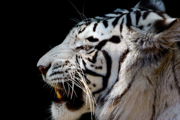 White tiger or bleached tiger (Panthera tigris tigris) Bengal