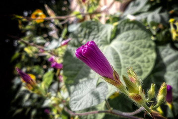 Eine blühende lila Blume