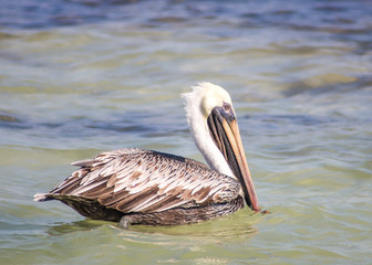 Pelican