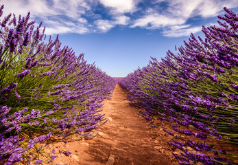 Lavender field in France.