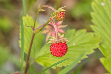 waldbeeren