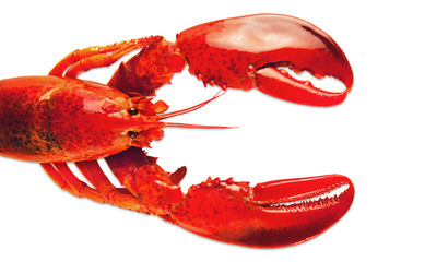 lobster