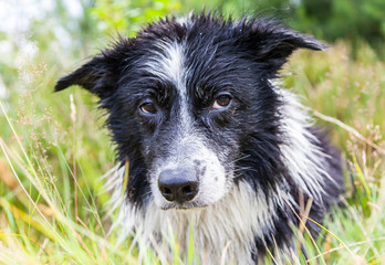 Border Collie dog lies in the grass