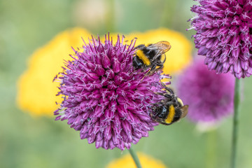 hummeln auf blüte
