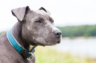a young pitbull with blue collar portrait