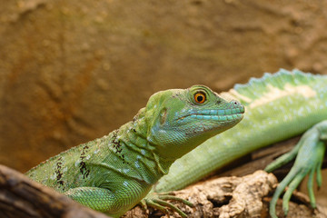 basilisk - female