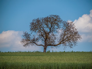 Fototapeta premium Apfelbaum