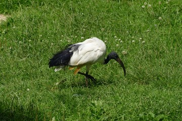 ibis