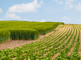 Ackerbau und Landwirtschaft