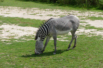 zebra