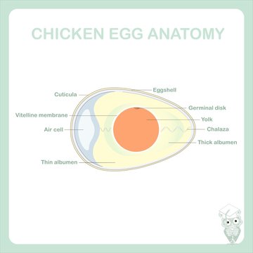 Schematic chicken egg anatomy stock vector illustration, Is marked thin albumen, chalaza, yolk, vitelline membrane, germinal disk, eggshell, cuticula, air cell, thick albumen