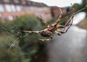 Eine Spinne baut ihr Netz