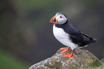 Common puffin perched on a cliff with a green background.