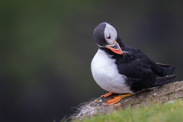 Common puffin preening / grooming its feathers perched on a cliff with a green background.