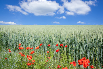 Corn poppy at a natural edge of a corn field
The edge of the field was not treated with herbicide.
