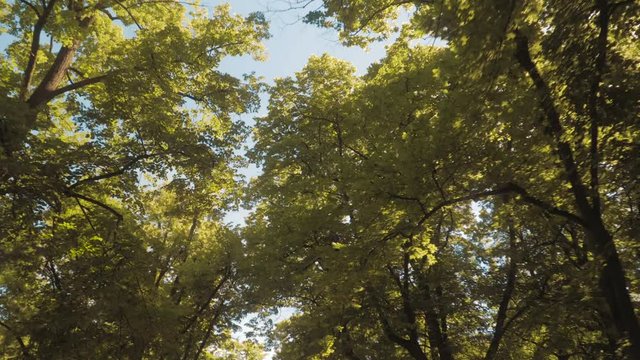 Summer, green forest, aerial clip 4k