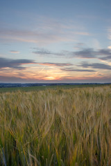 barley field during the sunset. Young grain plants in the field. Typical countryside of Eastern Europe. 