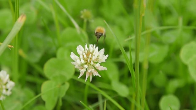 Bee collecting nectar from white clover. Slow motion closeup.