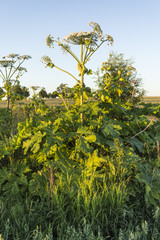 A general view of Sosnowsky's hogweed 