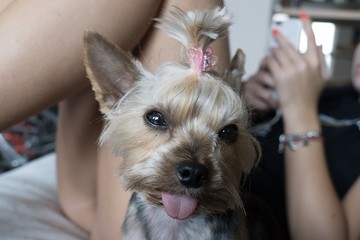 YORKSHIRE TERRIER DOG LILY