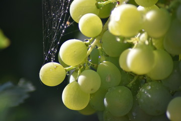 Green grapes macro 
