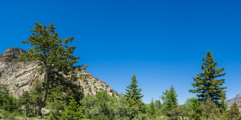 Obraz premium Wooded scene in mountain forest of western America's Rocky Mountains.