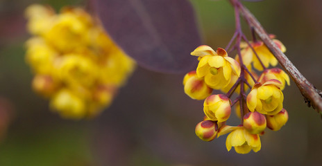 Yellow flowers of barberry gathered in the inflorescence