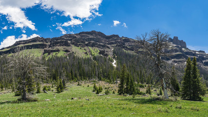 Forested mountains on the side of a hillside in the wilds of Wyoming.