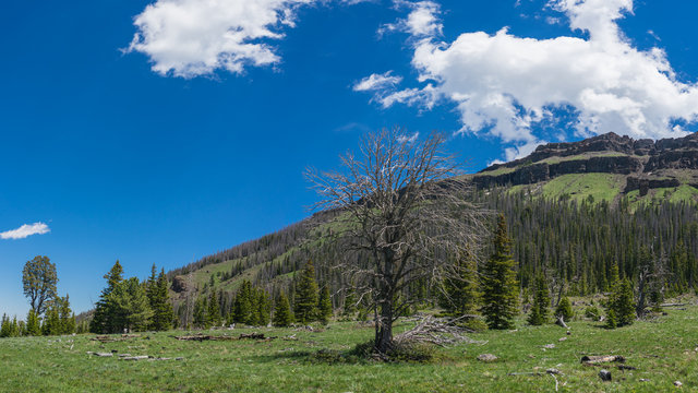 Trees grow in a forested mountain meadow in the Shoshone National Forest of Cody, Wyoming.