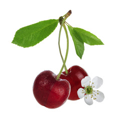 Fototapeta na wymiar cherry with leaves and flowers isolated
