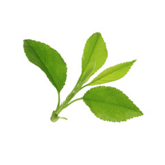 Cherry leaves isolated on white background