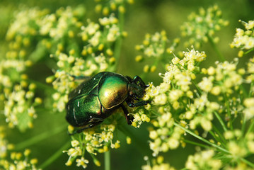 майский жук