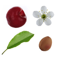 cherry with leaves and flowers isolated