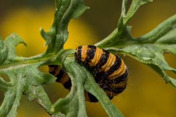 cinnabar moth caterpillar
