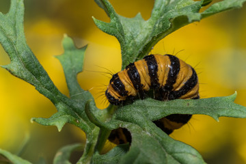 cinnabar moth caterpillar