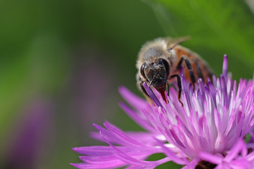 Honeybee on purple flower against a blurred background