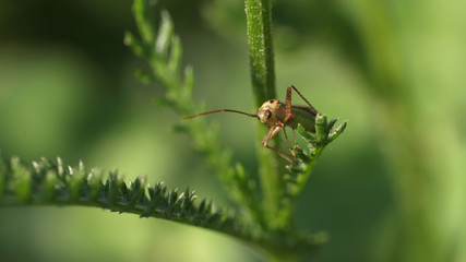 Bug on green plant against a blurred garden background