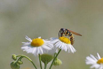 Bee on daisies against a blurred background 