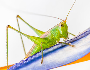 Grilo verde.