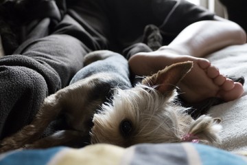 YORSHIRE DOG WOMAN FOOT