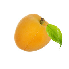 Two ripe apricot with a leaf on a white background.