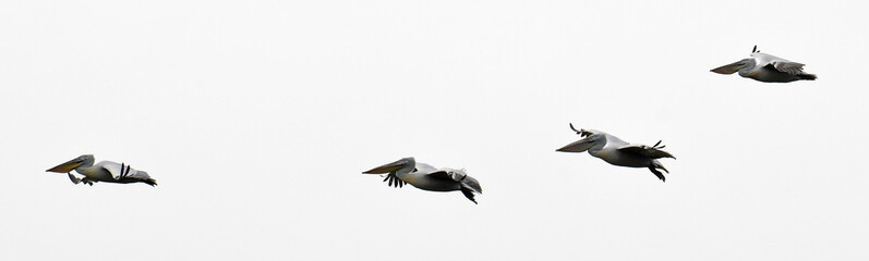 Krauskopfpelikan (Pelecanus crispus) - Dalmatian pelican