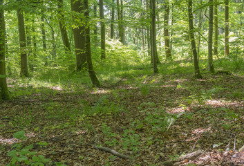 idyllic forest scenery