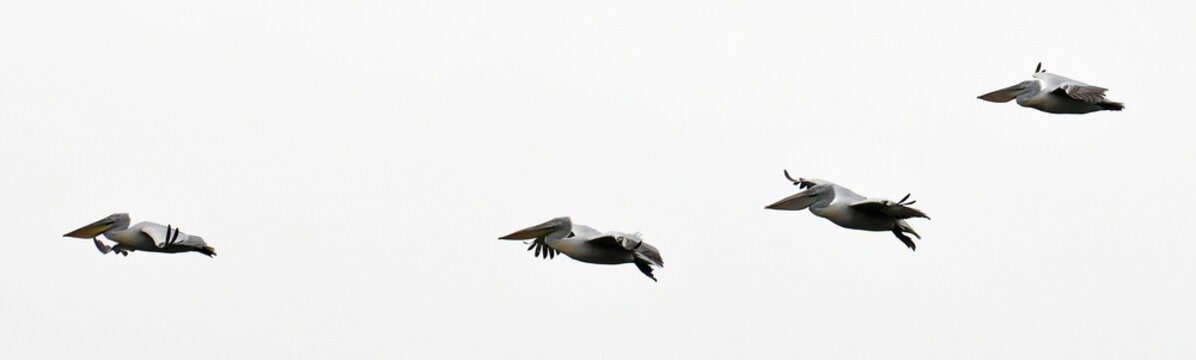 Krauskopfpelikan (Pelecanus crispus) - Dalmatian pelican