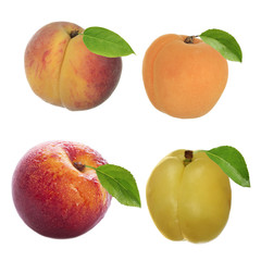 peach, neactarine and apricot isolated